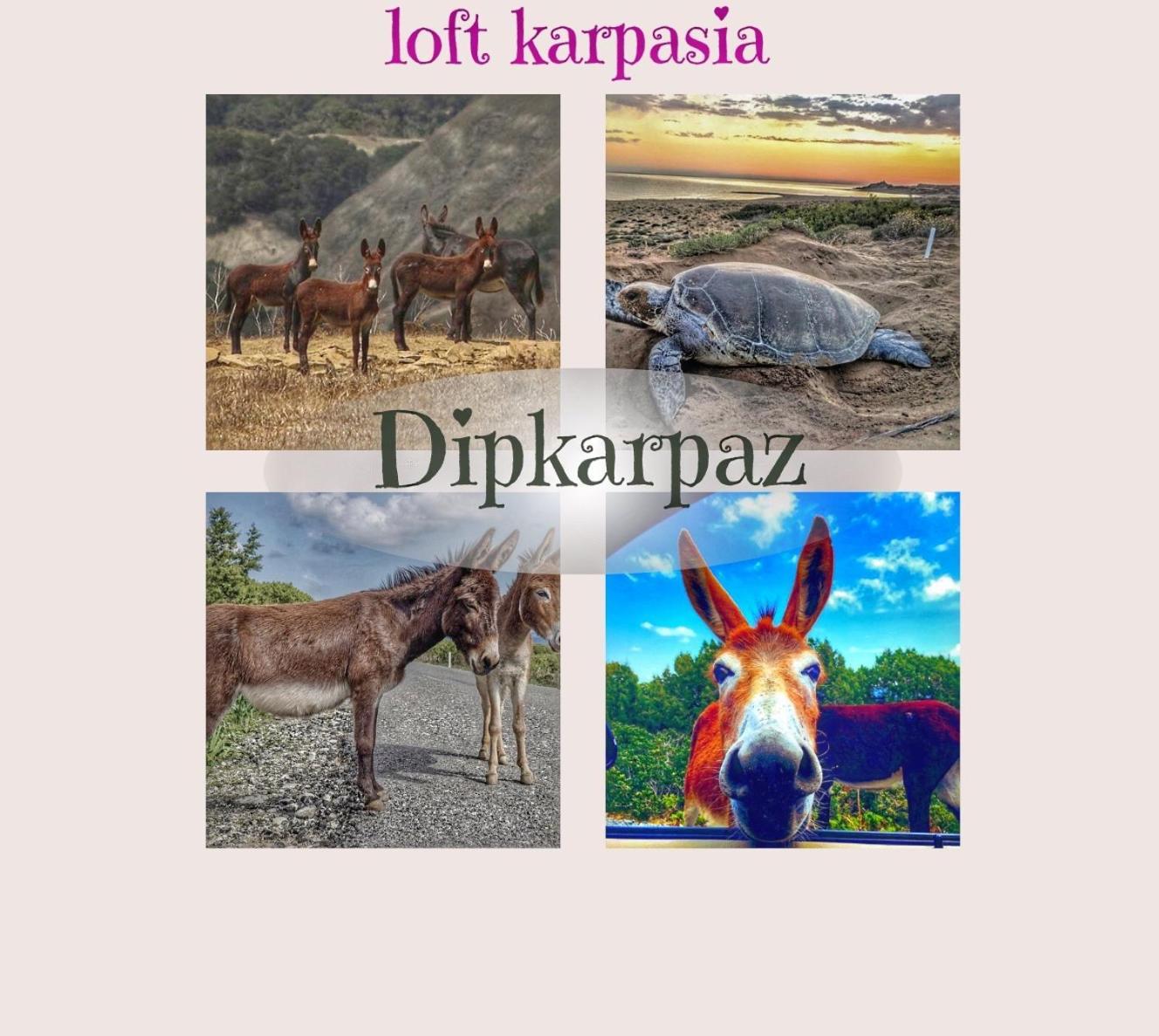 Loft Karpasia Rizokarpaso المظهر الخارجي الصورة